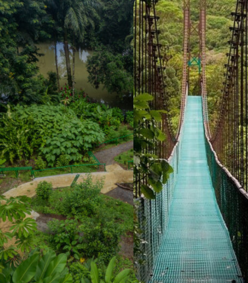 Image showing a hanging bridge and rainforest path.